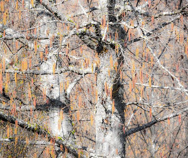 Gulin, Sylvia 아티스트의 USA-Washington State-Carnation-Pacific Northwest early spring Alder Trees작품입니다.